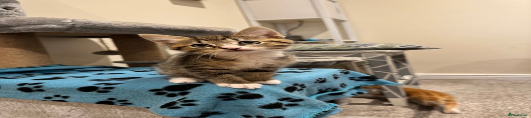 Tabby boy with white socks