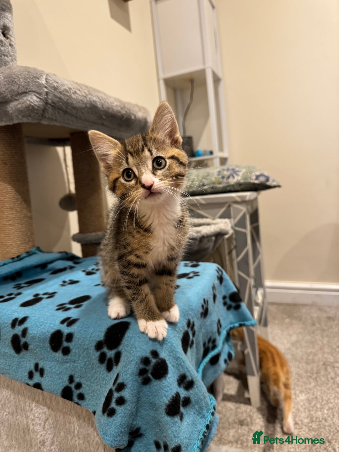 Mixed Breed cats for sale: 🌟 Beautiful Kittens 🌟 - Image 5