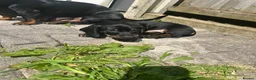 Dachshund dogs for sale:     Adorable Puppy Looking for a Loving Home - Advert 11