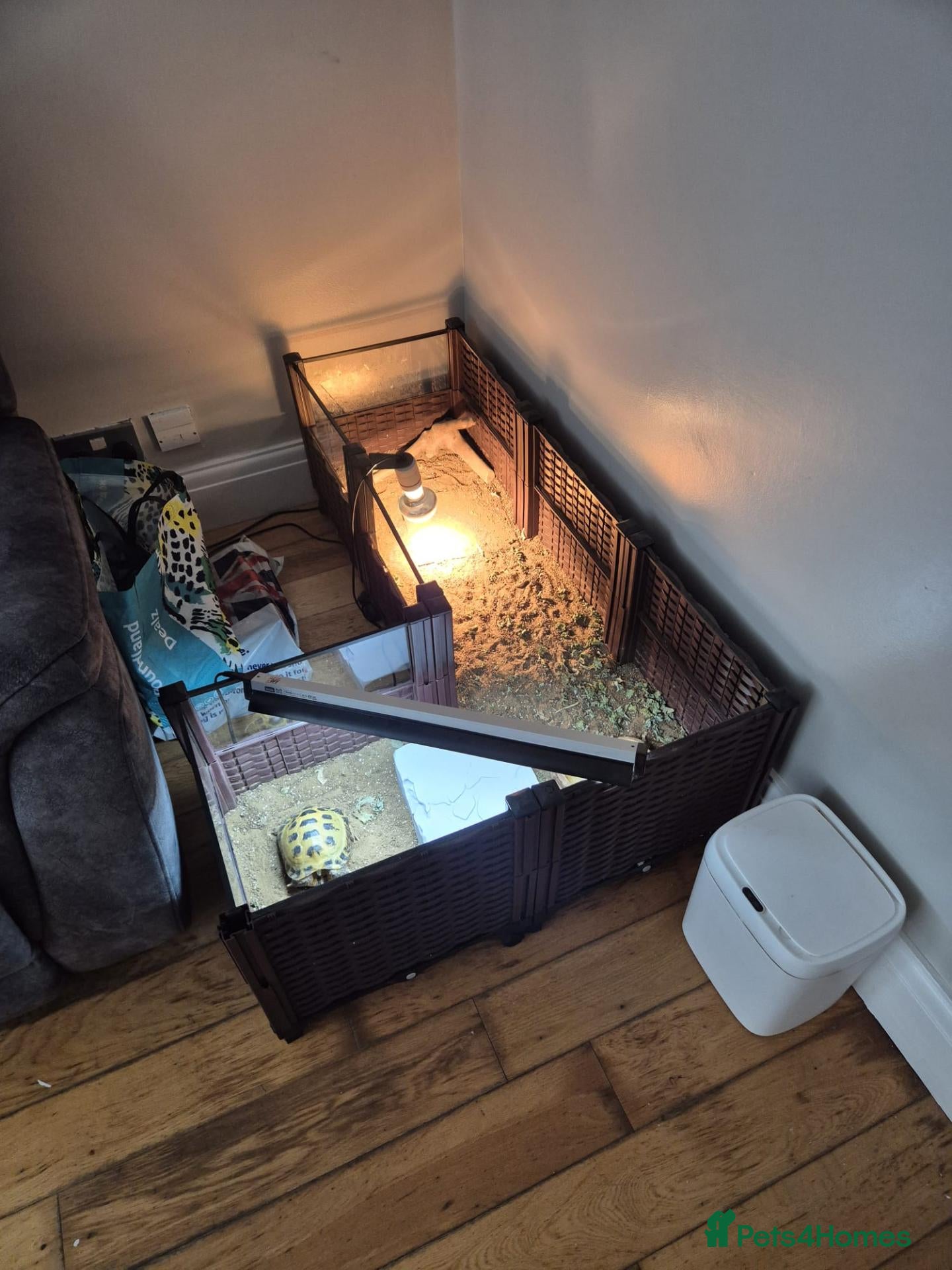 Tortoise reptiles Tortoise and full set up - Advert 2