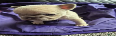 French Bulldog Puppy 3