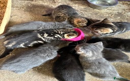 British Shorthair cats for sale: Beautiful kittens for sale - Image 27