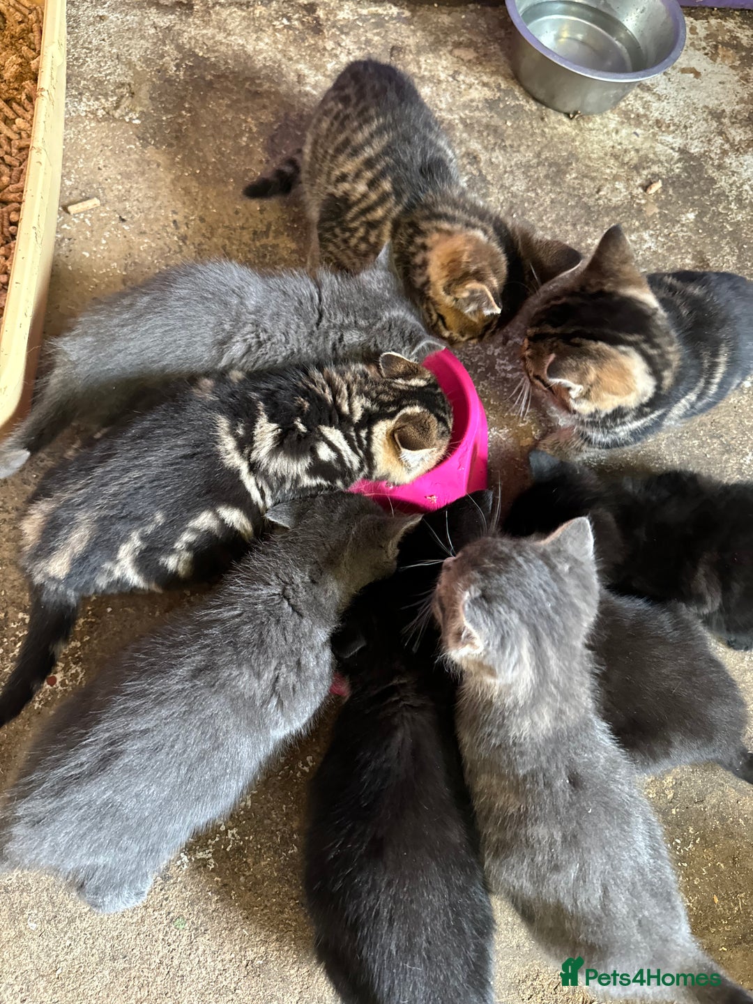 British Shorthair cats for sale: Beautiful kittens for sale - Image 27