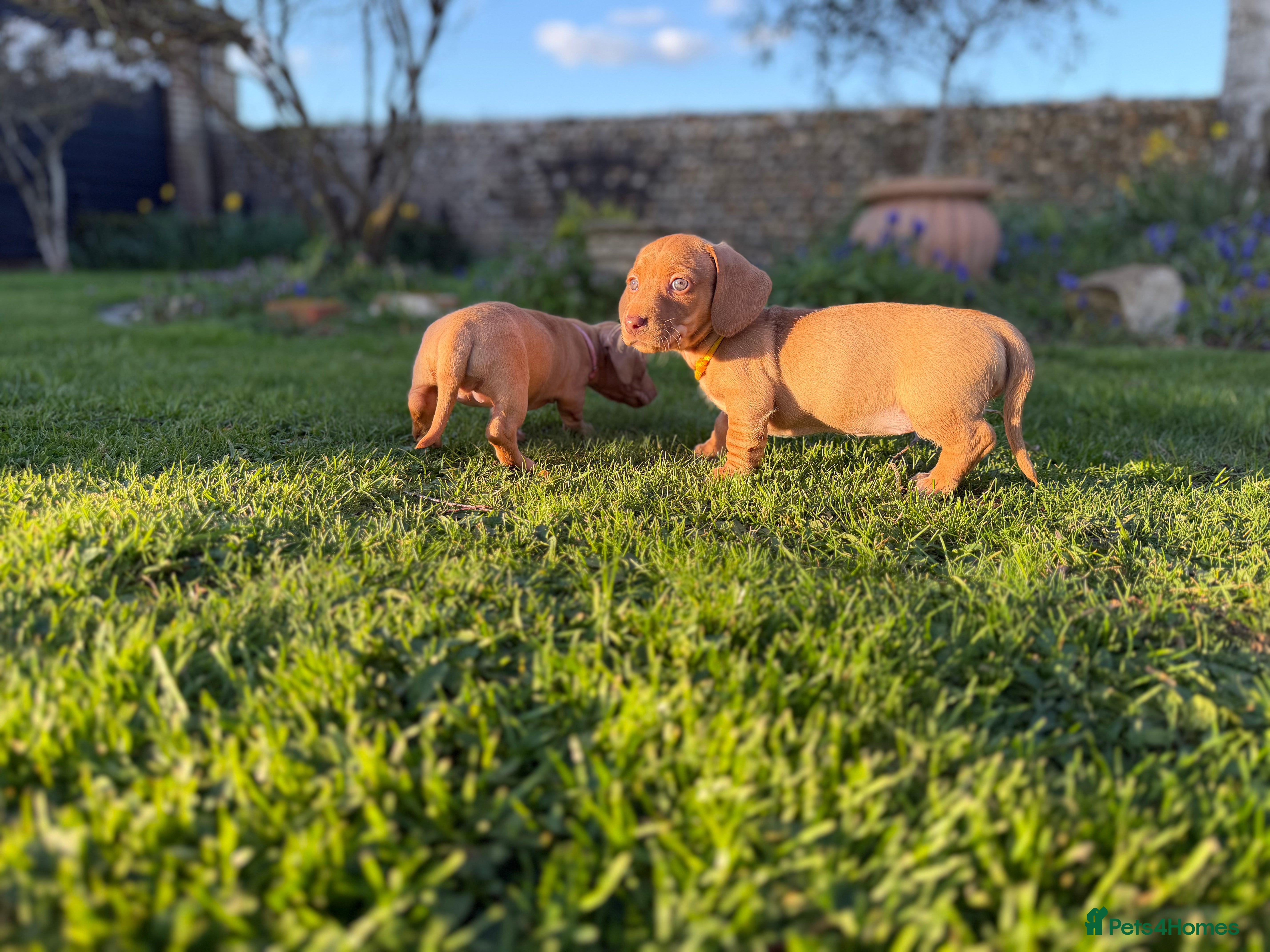 Miniature Dachshund dogs 🐾KC Reg Miniature Dachshund Puppies 2Boys 3Girls  - Advert 4