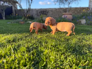 Miniature Dachshund dogs 🐾KC Reg Miniature Dachshund Puppies 2Boys 3Girls - Advert 2