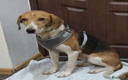 Mixed Breed dogs for adoption: ❤️🐶Radna elegant 2 yo Estonian Hound❤️🐶 - Advert 1