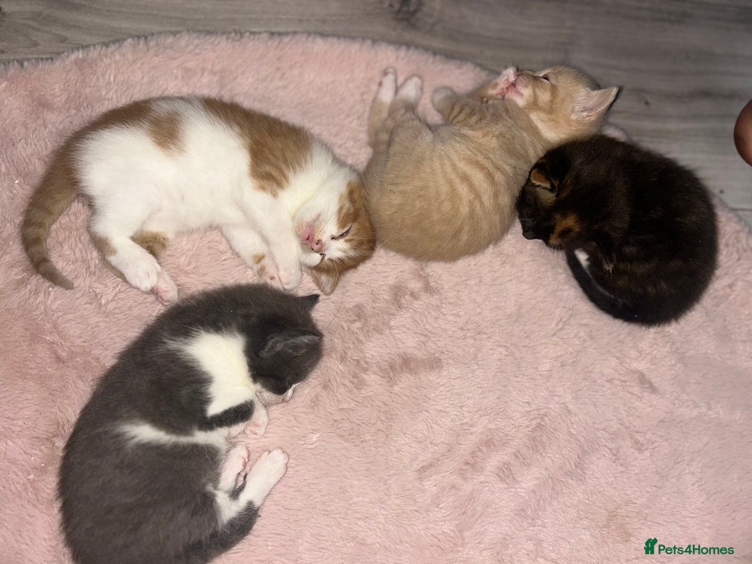 British Shorthair cats for sale: Four Adorable Kittens 🤍 - Advert 5