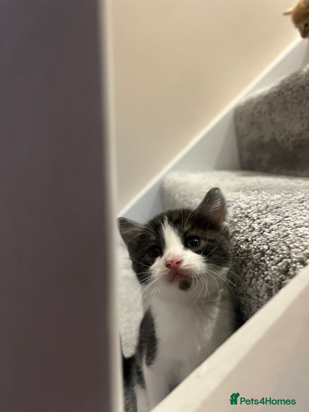 Mixed Breed cats for sale: Loving kittens - Advert 6