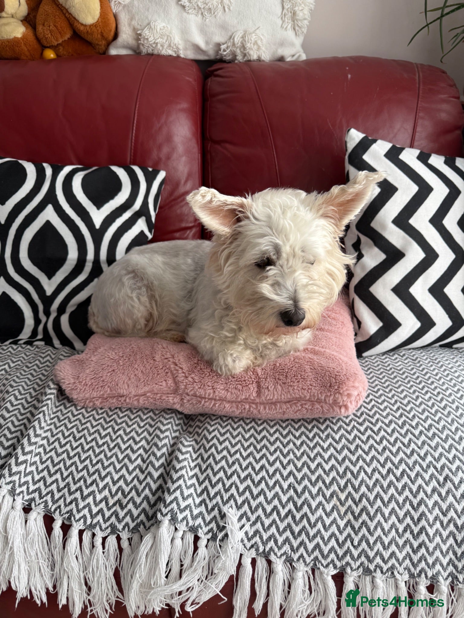Mixed Breed dogs Golden Retriever x Westie - Advert 2