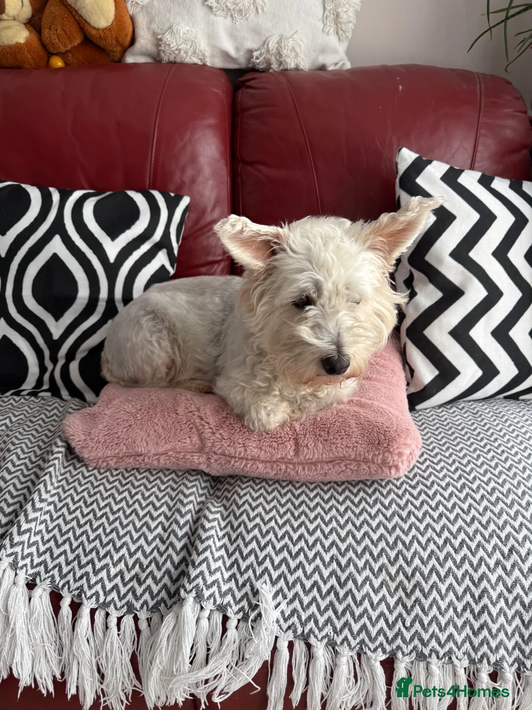 Mixed Breed dogs for sale: Golden Retriever x Westie - Advert 1