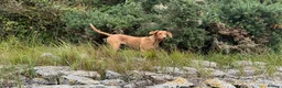 Labrador Retriever dogs for sale: Labrador Retriever (Tilly) in Poulton-le-Fylde - Advert 3