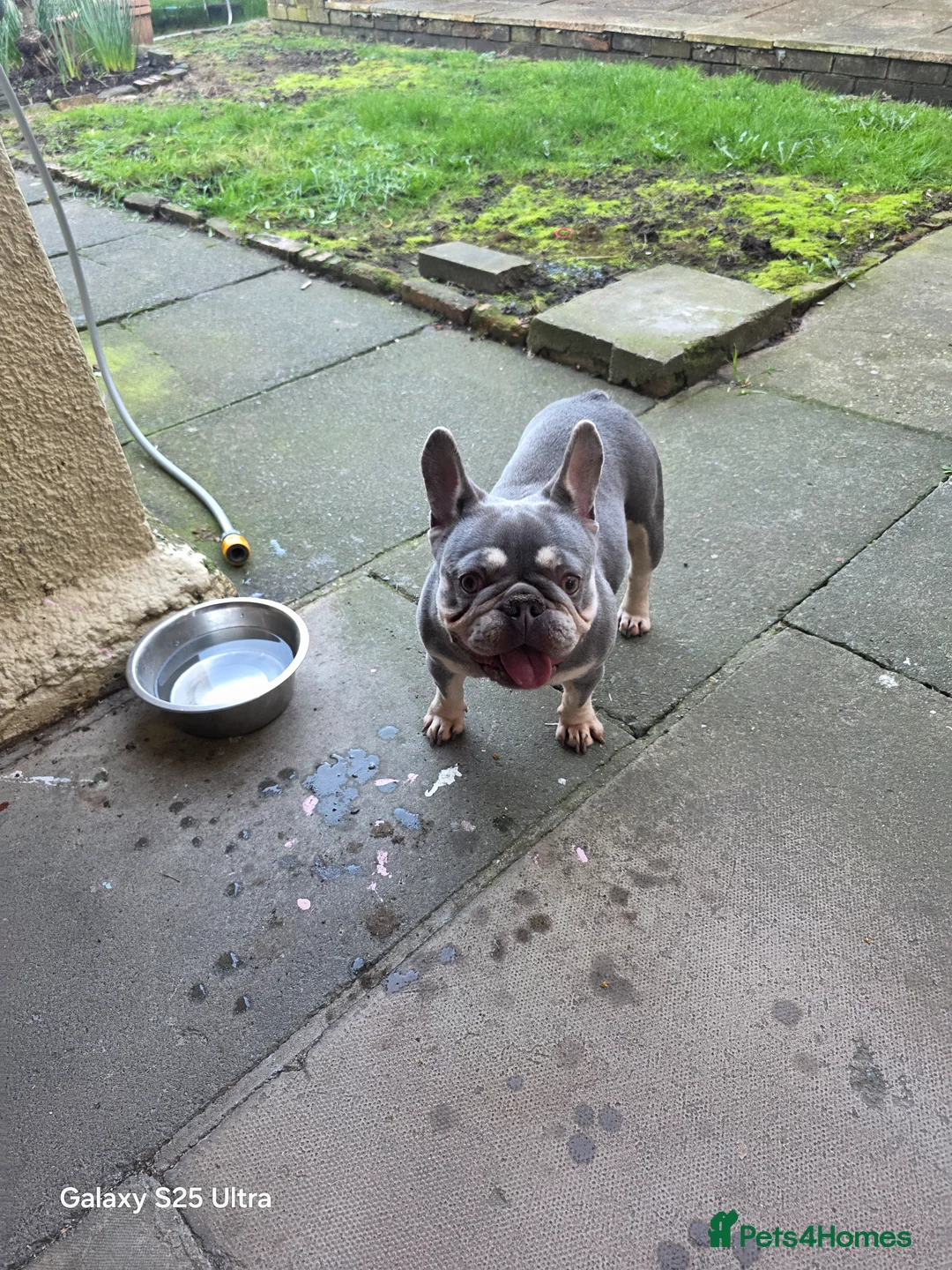 French Bulldog dogs for sale: French Bulldog in Gravesend - Advert 6
