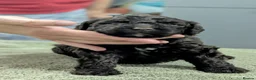 Spanish Water Dog dogs for sale: Spanish water dog  - Advert 13