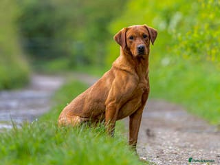 Labrador Retriever dogs Kc Regestered fully health tested labrador stud in Newark - Advert 2