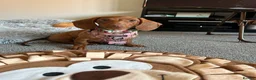Miniature Dachshund dogs for sale: Male and female miniature dachshund  in Bedworth - Advert 12