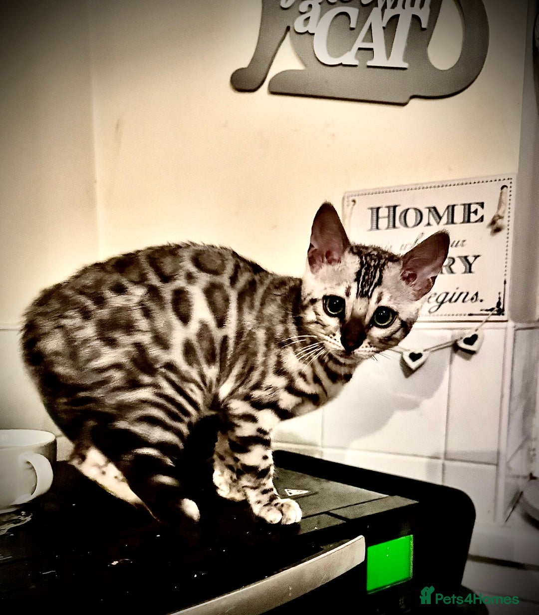 Bengal cats for sale: Tica registered beautiful kittens - Advert 7
