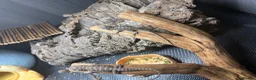 Bearded Dragon reptiles for sale: Baby Bearded Dragons  in Didcot - Advert 10