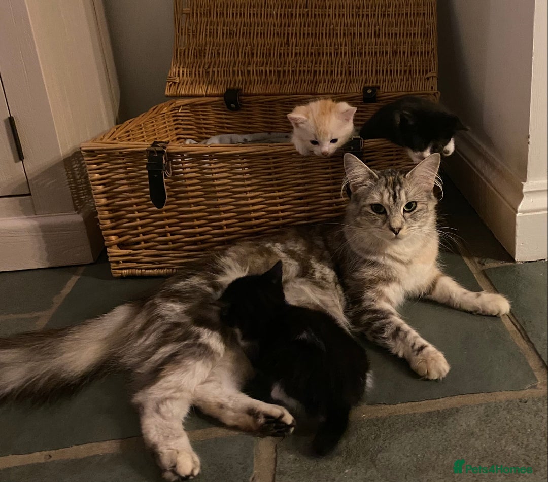 Ragdoll cats for sale: Ragdoll X Kittens for Loving Forever Homes - Image 11