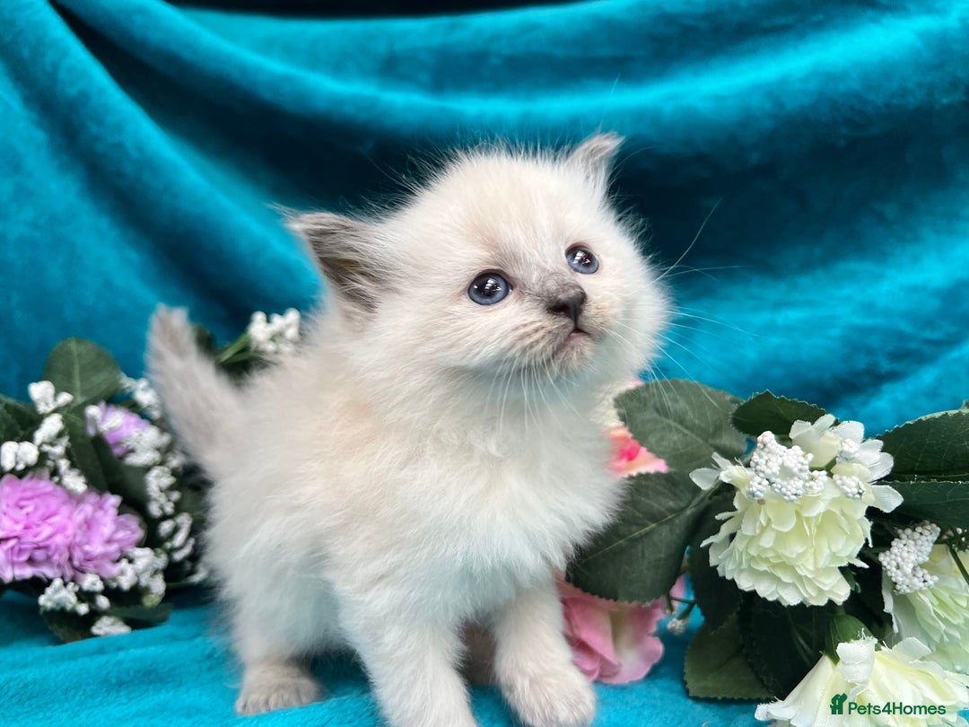 Siberian cats for sale: 🩵🩵Stunning Siberian Neva Masquerade Babies🩵🩵 - Image 24
