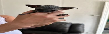 Sphynx 1