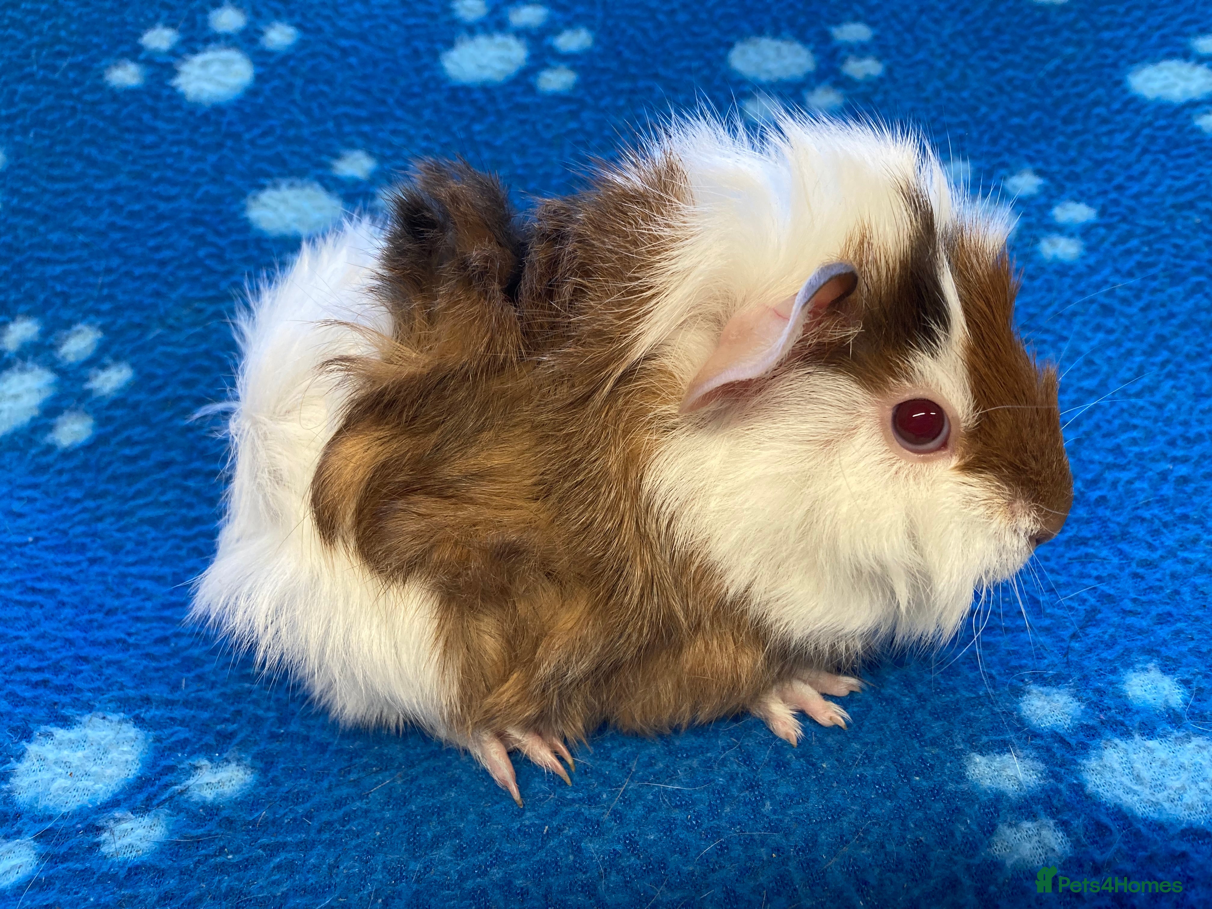 Guinea Pig rodents Baby and young adult boars - Advert 1