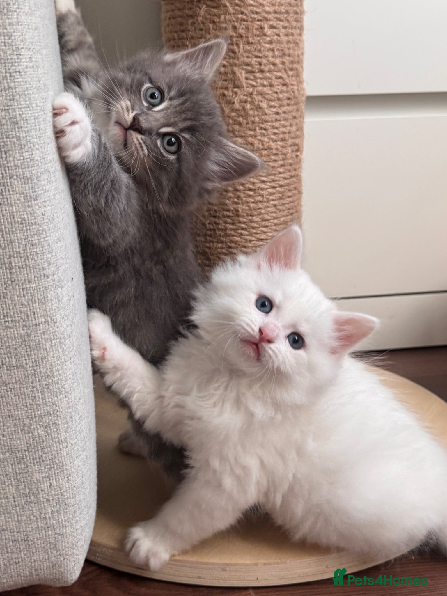Siberian cats for sale: 🐾 Adorable Siberian Kittens  - Advert 9