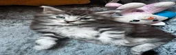 Maine Coon cats for sale: Beautiful Tica Registered kittens - Advert 2