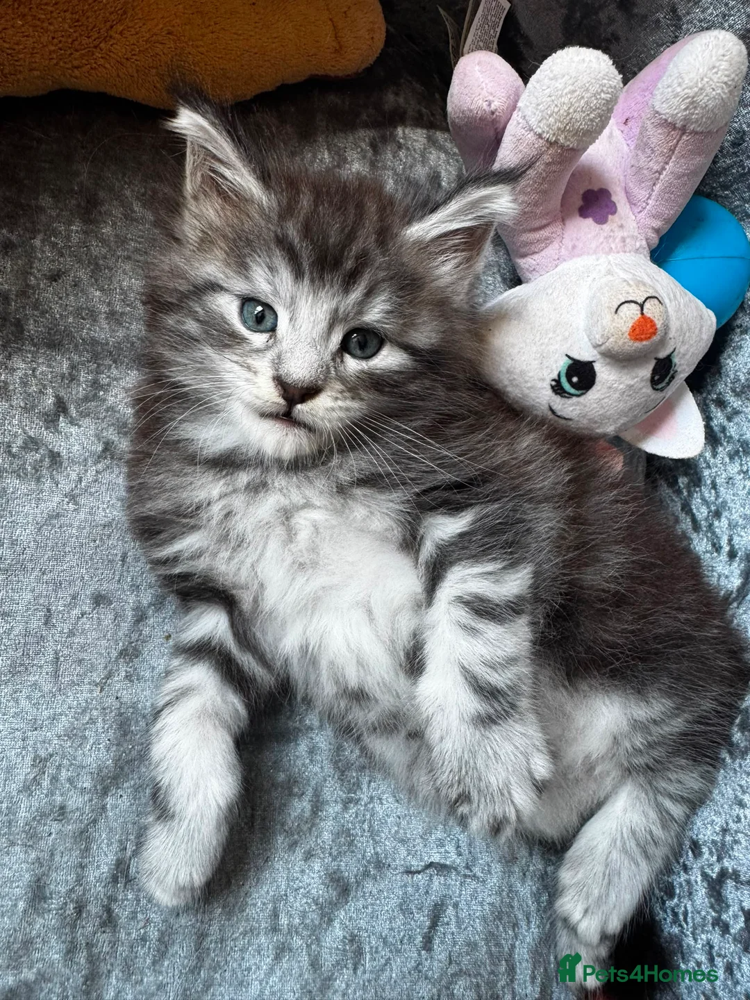 Maine Coon cats for sale: Beautiful Tica Registered kittens - Advert 2