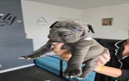 Mixed Breed dogs for sale: Staffy cross pups for sale  - Image 12