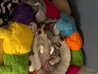 Jack Russell dogs Stunning Miniature Jack Russell Puppies!!! - Advert 4