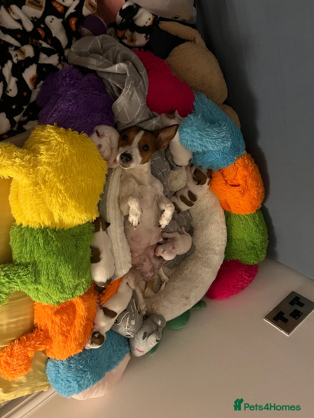 Jack Russell dogs for sale: Stunning Miniature Jack Russell Puppies!!! - Advert 1