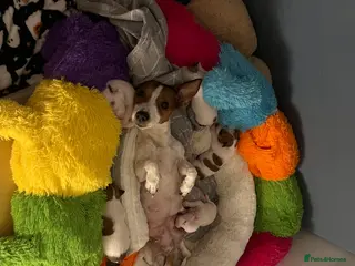 Jack Russell dogs Stunning Miniature Jack Russell Puppies!!! - Advert 1