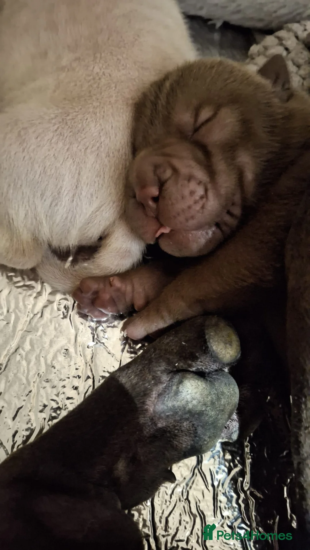 Shar Pei dogs for sale: 5 sharpei pups. Mixture of colours and coats - Advert 2