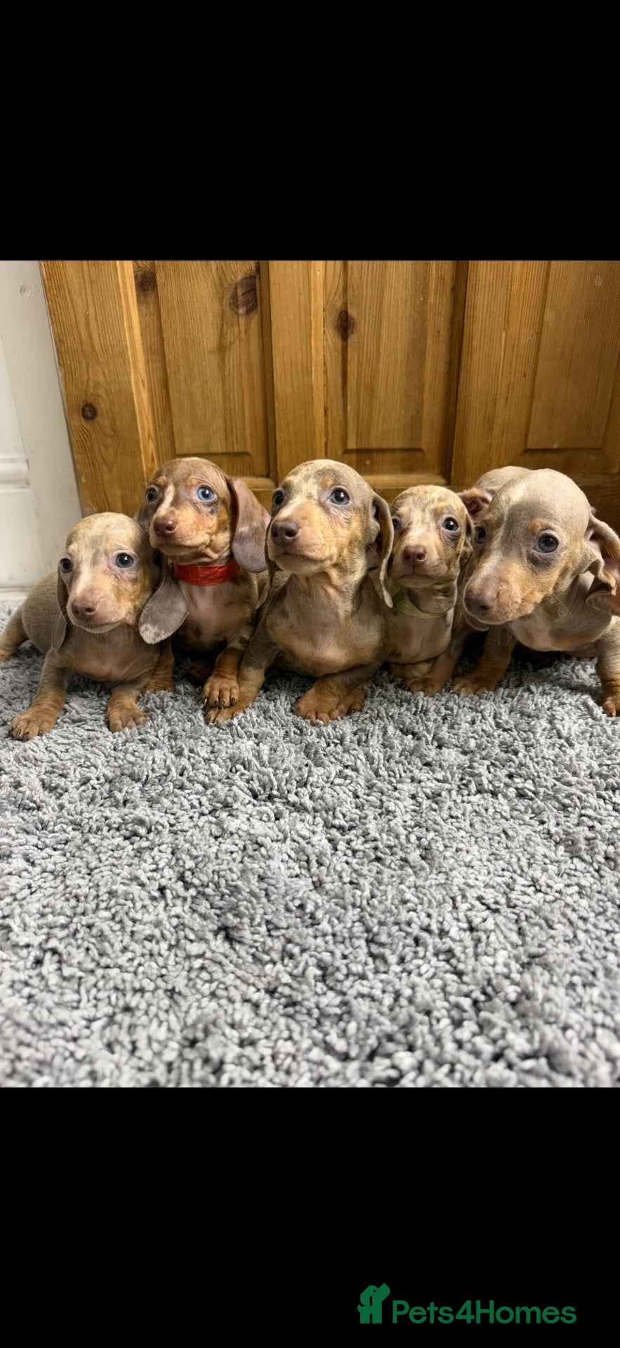 Miniature Dachshund dogs Miniature Dachshund - Advert 3
