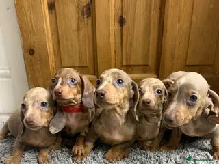 Miniature Dachshund dogs Miniature Dachshund - Advert 9