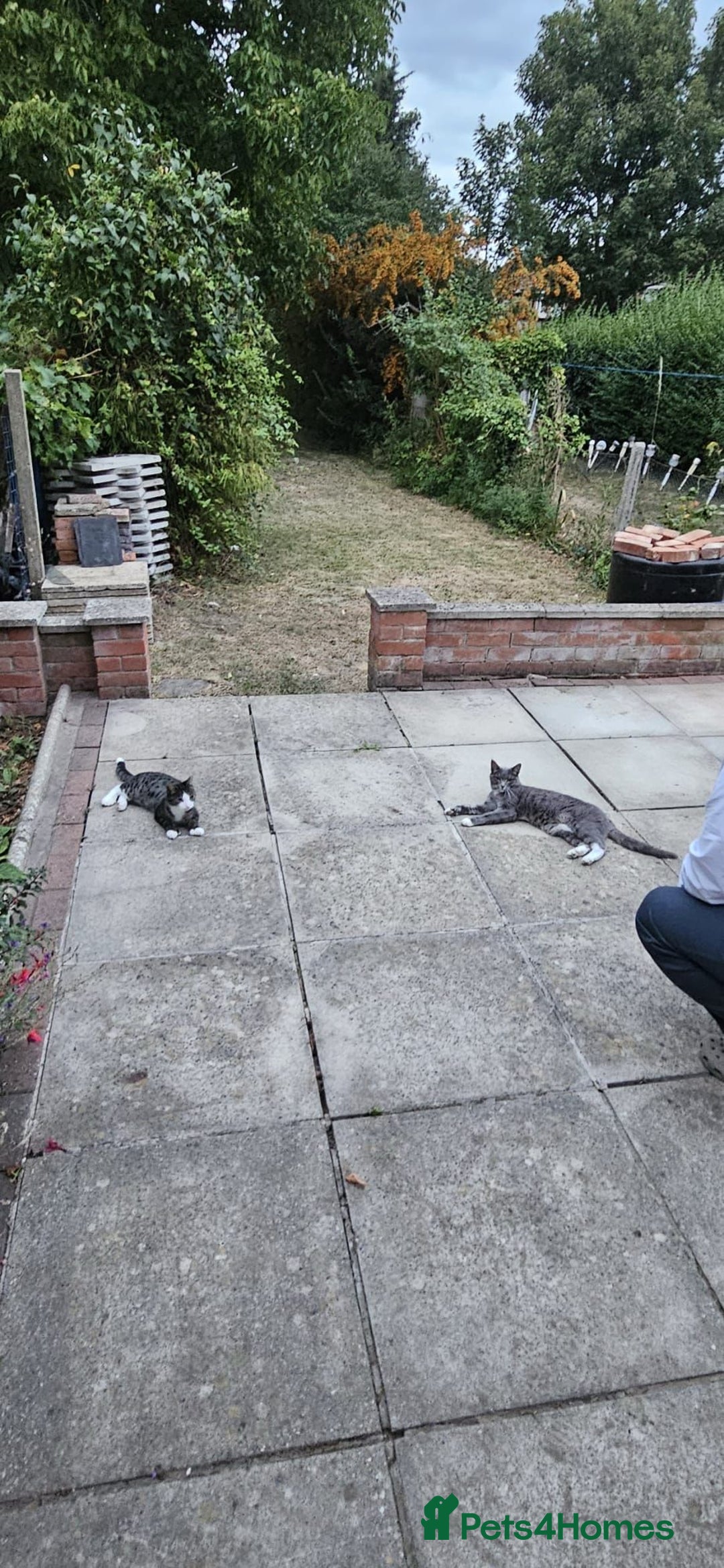 British Shorthair cats for sale: Misty & Bella - Image 11