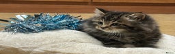 Mixed Breed cats for sale: Beautiful long haired male tabby kitten  - Advert 7