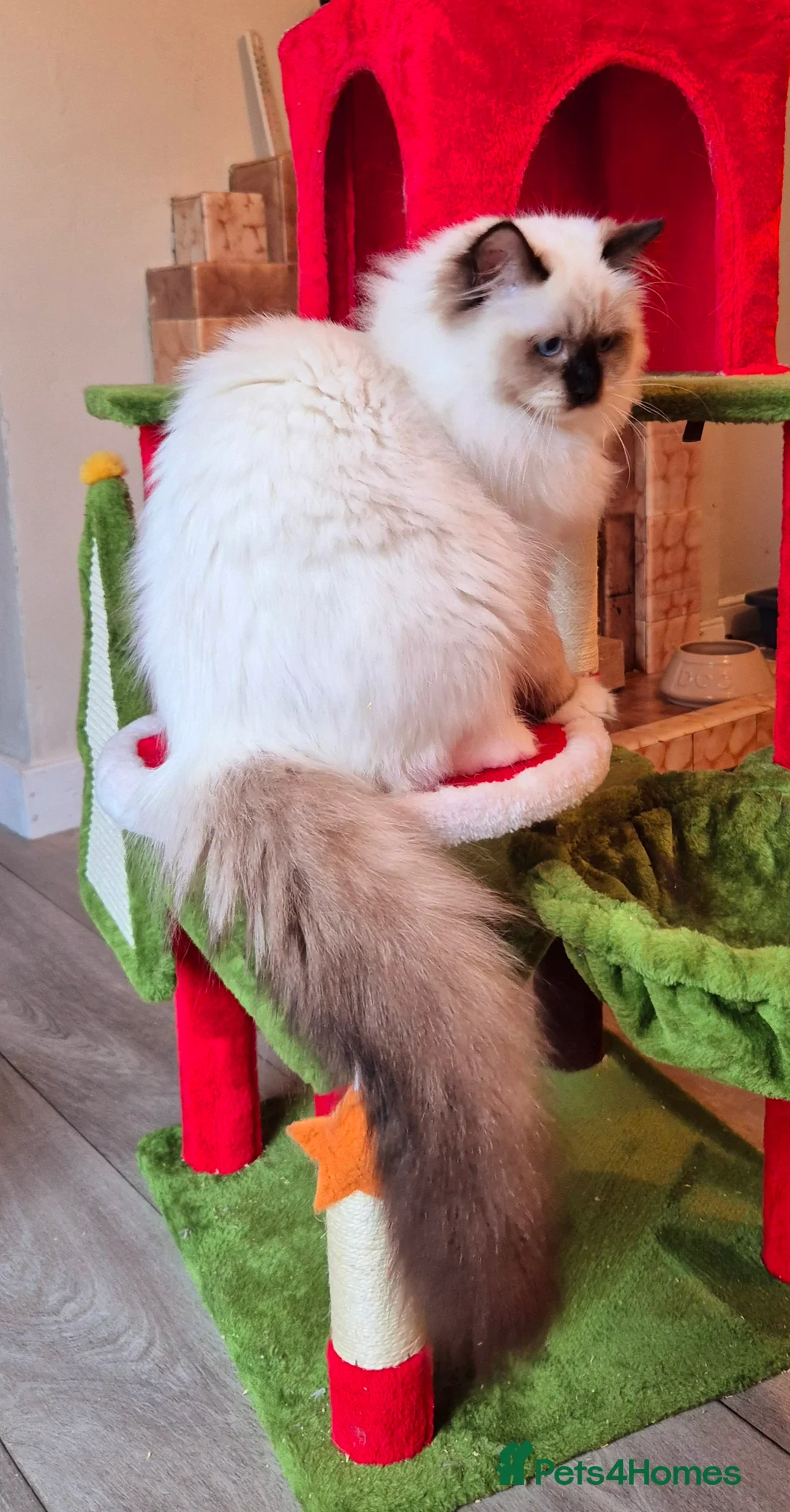 Ragdoll cats for sale: Ragdoll male kitten gccf active - Advert 8
