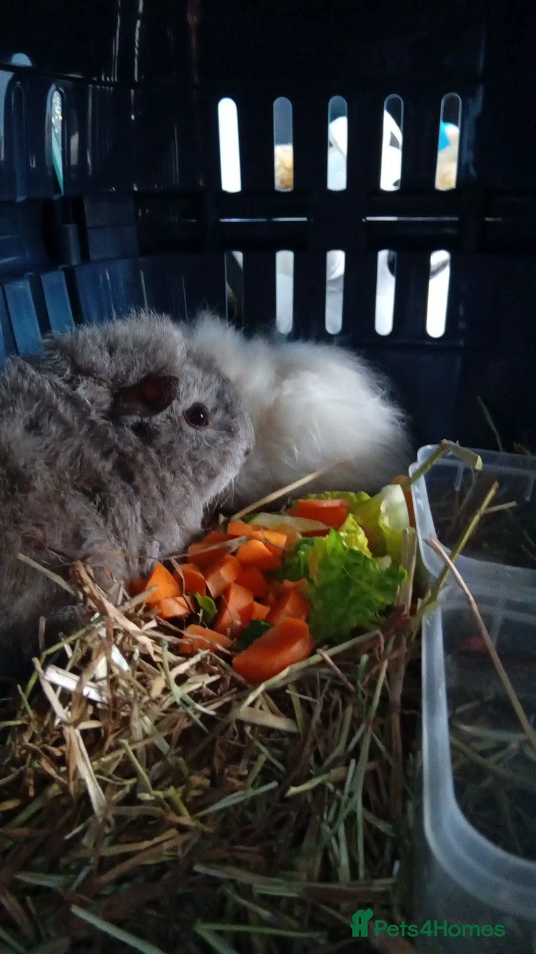 Guinea Pig rodents for sale: Guinea-pig for sale in Middlesbrough - Advert 1