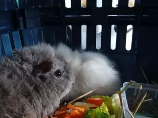 Guinea Pig rodents Guinea-pig for sale - Advert 1