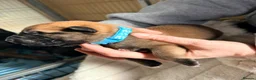 Belgian Shepherd Dog dogs for sale: Belgium Shepard x Dutch Shepard  - Advert 18