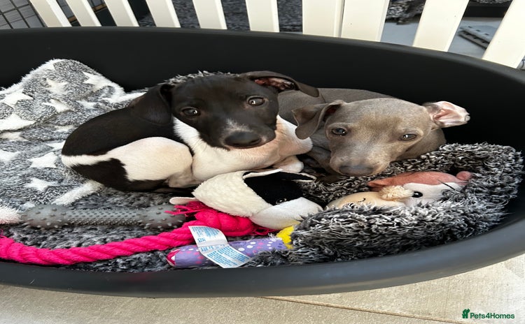 Italian Greyhound dogs - Advert 2