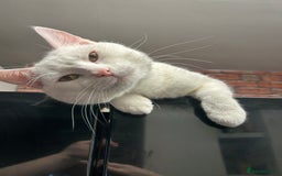 American Shorthair cats for sale: Beautiful 1-Year-Old Full White Male Cat  - Image 7