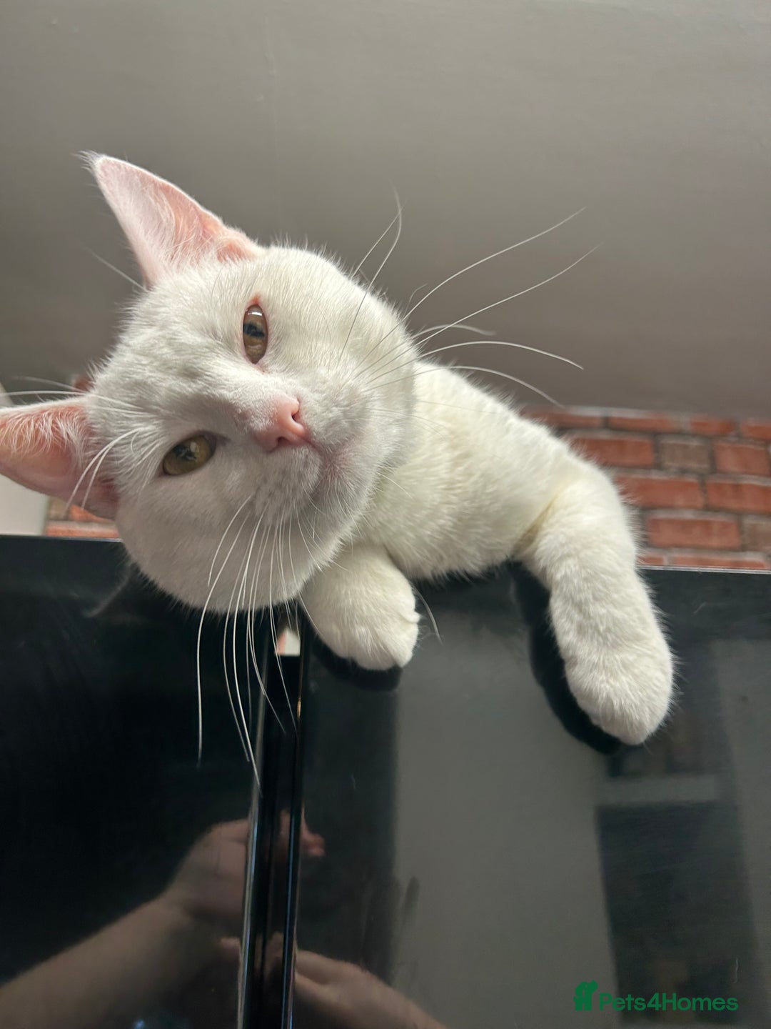 American Shorthair cats for sale: Beautiful 1-Year-Old Full White Male Cat  - Image 7