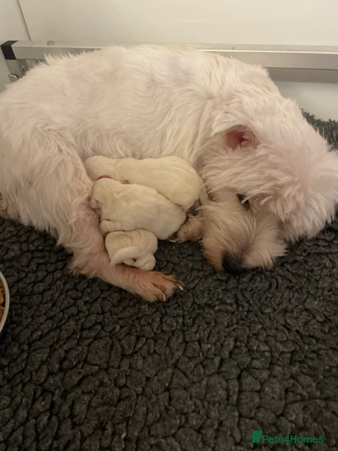 West Highland Terrier dogs for sale: WEST HIGHLAND TERRIERS  - Advert 2