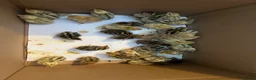 Quail poultry for sale: Quails - Advert 3