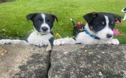 Border Collie dogs for sale: 6 border collie puppies  - Image 15