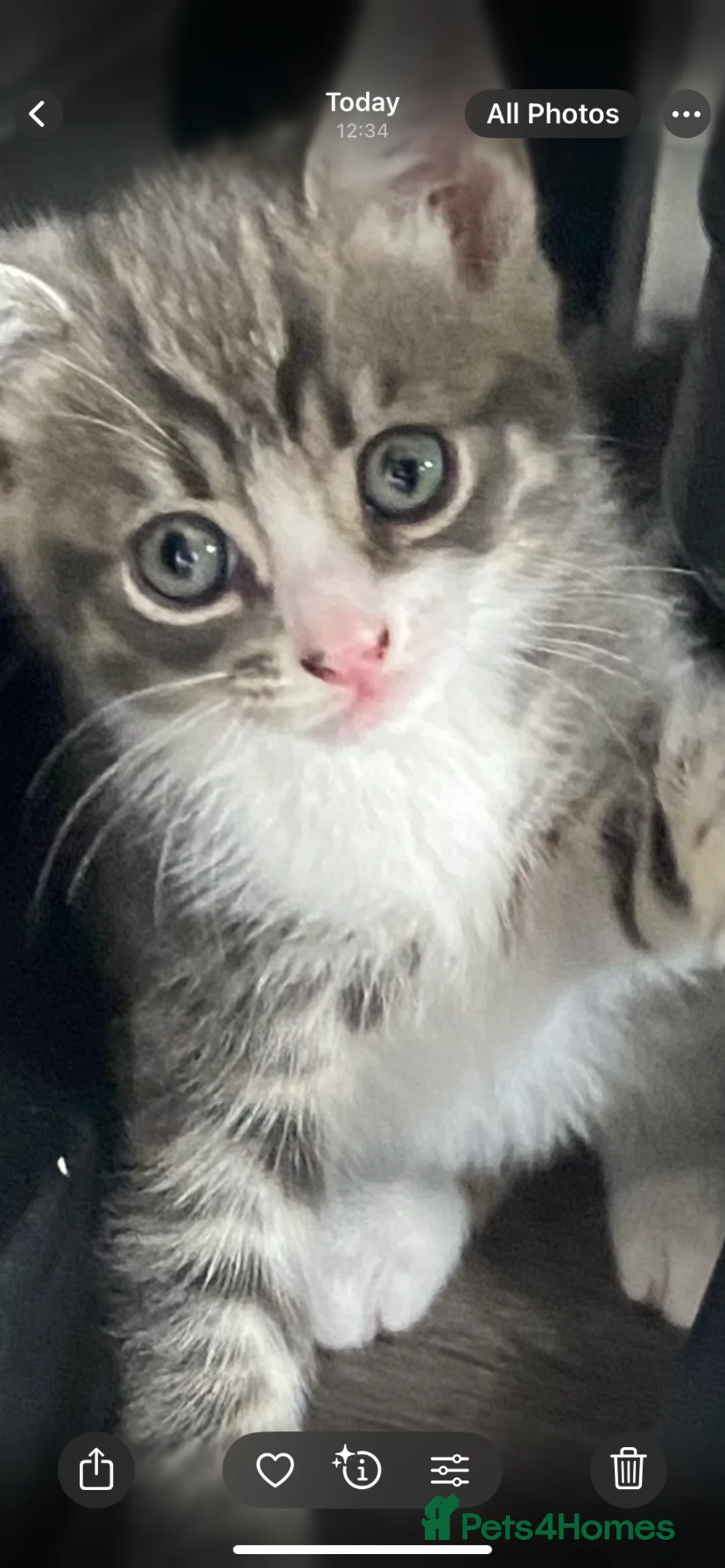 Mixed Breed cats for sale: Last little boy ready to go now  - Advert 1