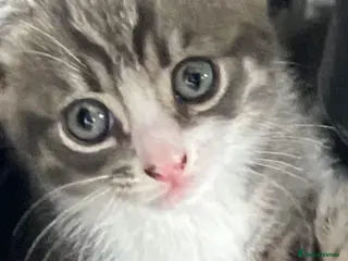 Mixed Breed cats Last little boy ready to go now - Advert 16