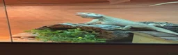 Bearded Dragon reptiles for sale: 2 bearded dragons for sale in Dereham - Advert 15